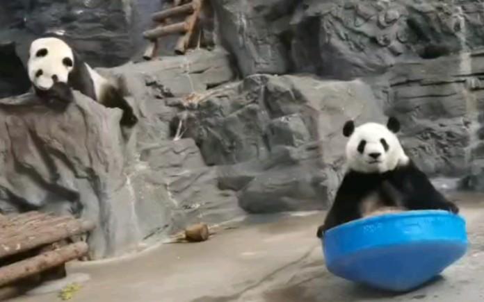 大熊猫七巧七喜发现自己比妹妹少吃到一个窝窝头的巧儿表情严肃不高兴