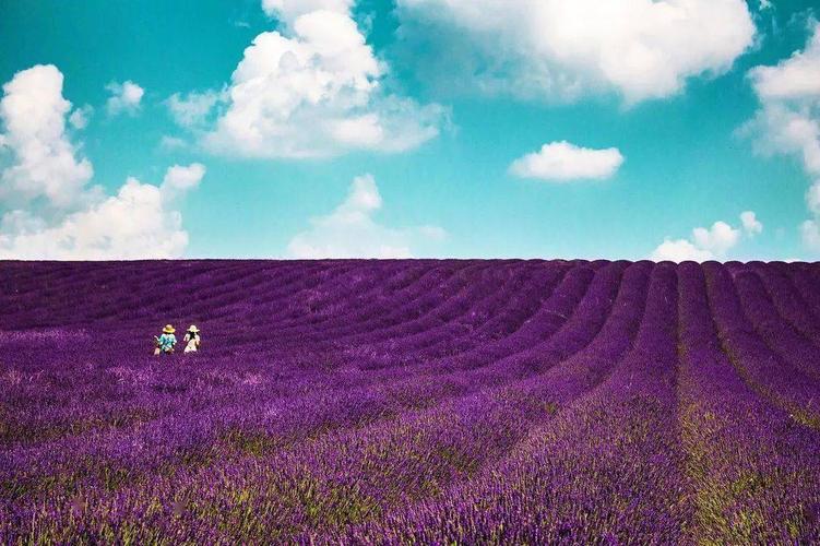 薰衣草,紫色风景线_花田