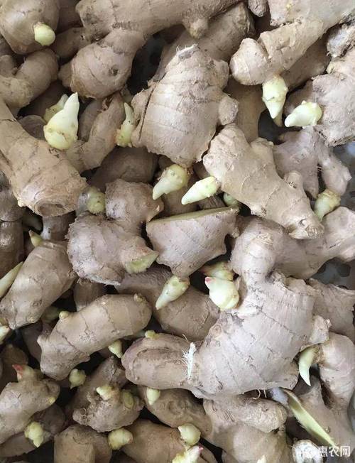 368高产王大黄姜种批发农科院提纯脱毒姜种放心购买全国发货