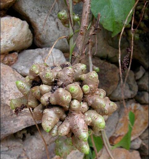 此物人称藤三七能降血脂血压房前屋后很常见遇见请重视