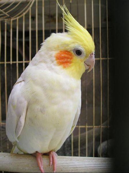 估计是玄凤鹦鹉,看看我发的图