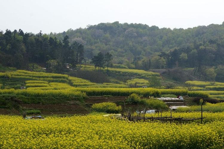 山村油菜花(3)