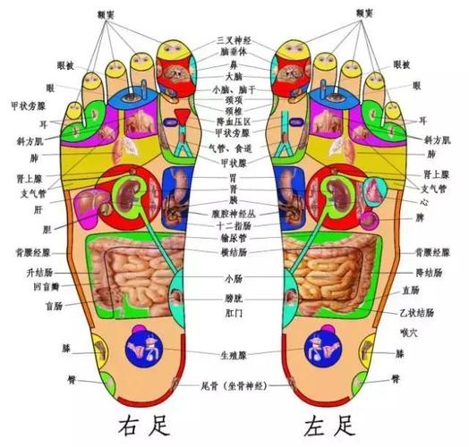 高血压绝招降压点位置:右脚底拇指骨关节骨缝处施术方法:用工具或食指