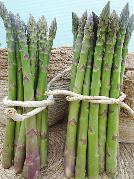 云南进口芦笋苗种业基地