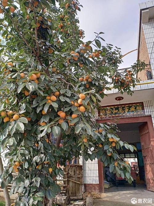 富平尖柿苗 纯正,无病菌,高产,早挂果.