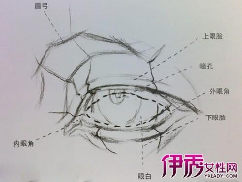 【图】完整的素描眼睛结构分析 详解分析让你轻松画出有神的眼睛