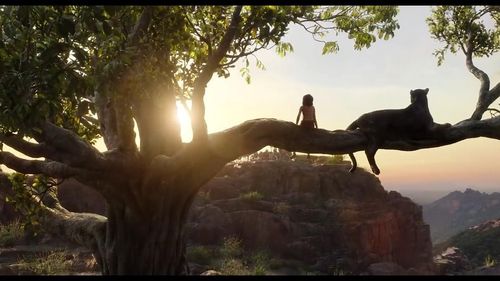 1817冯子睿的《奇幻森林》之旅