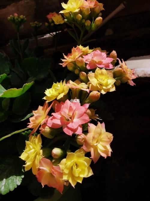 长寿花变色龙,绝了_长寿花_家居家装_家居装饰