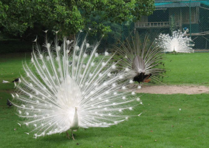 百鸟之王,珍稀白孔雀,蓝孔雀都将惊艳亮相,来现场和"女神"亲密合影