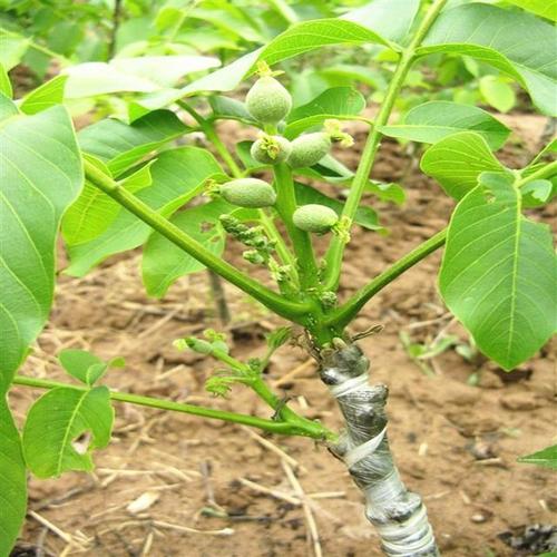 核桃栽植时间,栽植技术和管理技术