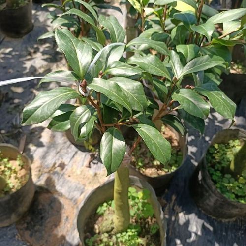 【黑龙】茶花品种黑红花阳台庭院盆栽绿植耐冬嫁接