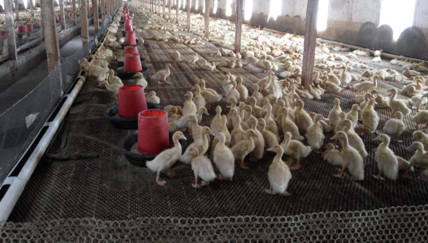 冬季如何在大棚中养鸭?塑料大棚的选址及搭建,是至关重要的!