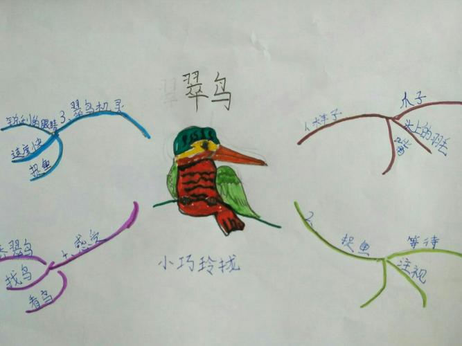 这是朱思叶在家预习《翠鸟》时画的思维导图,小翠鸟多可爱呀!