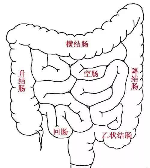 食物通过十二指肠之后,就进入到空肠,然后进入到回肠,空肠和回肠没有