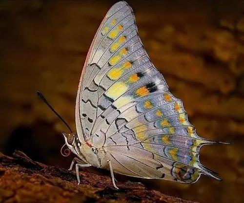 变态还食尸,这是种什么蝴蝶?