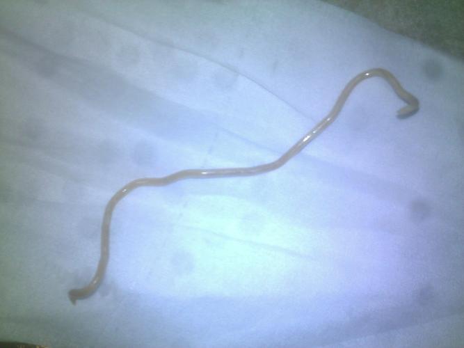 急急!狗狗呕吐出来一个不知道什么东西,好吓人,大神,帮帮我