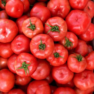 普罗旺斯西红柿新鲜蔬菜当季整箱10自然熟生吃水果沙瓤大番茄5斤