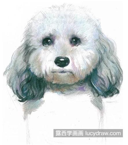 彩铅比熊犬怎么画?绘画教程步骤有哪些?