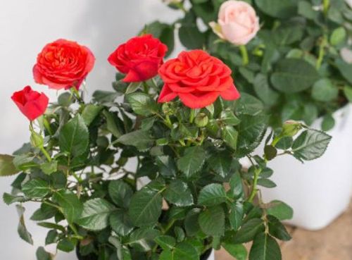 玫瑰花叶子总是发黄,注意3个小细节,保证好看又好养,花红叶绿