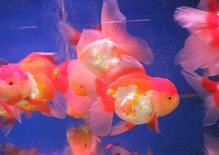 精品红白泰狮金鱼活体观赏鱼冷水淡水鱼水族宠物鱼