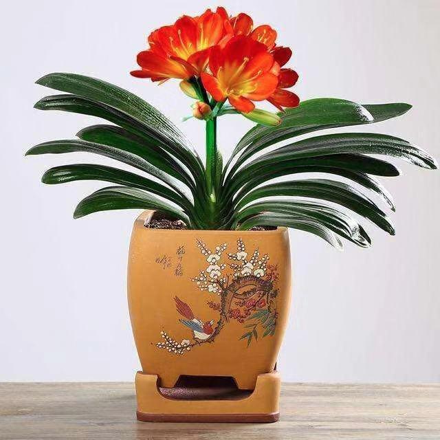 小花今天对君子兰的介绍就到这里了,不知道对大家有什么帮助吗?