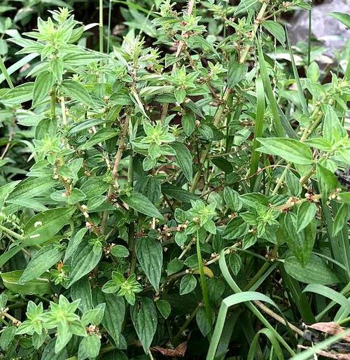 脓见消,咄脓膏(《生草药性备要》),啜脓膏(《岭南采药录》),石茹