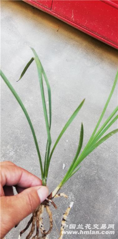 荷塘月色 - 中国兰花交易网