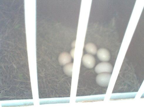 牡丹鹦鹉生了一窝蛋_土拨鼠爱上猫_新浪博客