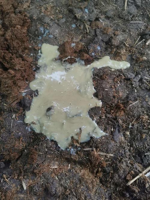 你好20天小牛犊 排出来的粪便 后腿踢肚子 乱跑不安 摇尾巴 不吃奶