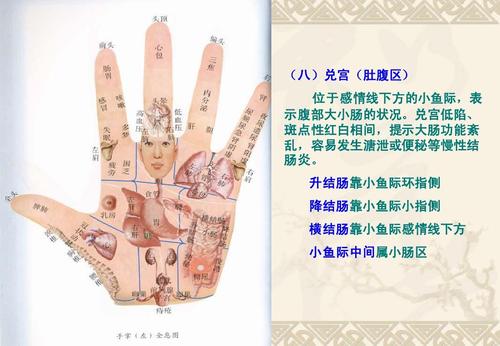小鱼际中间属小肠区