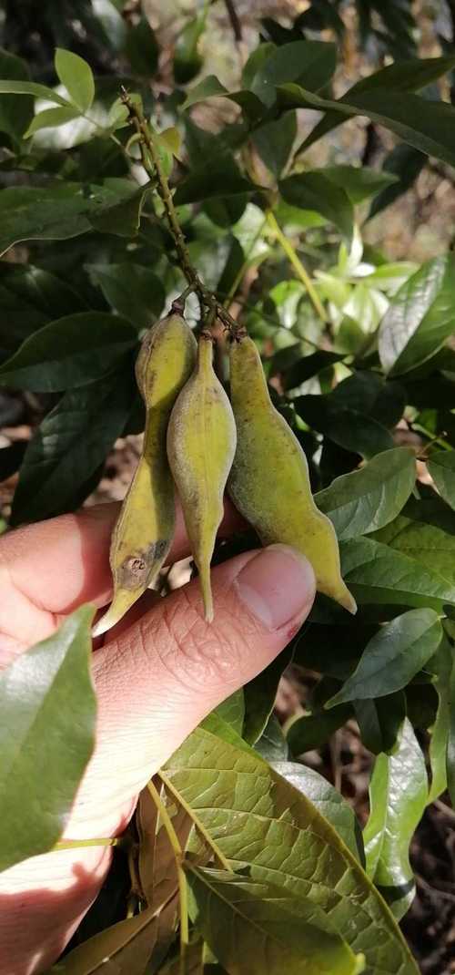 豆科植物灰毛鸡血藤观赏药用爬藤中草药材种子种苗新鲜全草园绿化