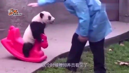 熊猫宝宝玩的正开心,摇摇马被饲养员拿走,直接就在地上打滚!