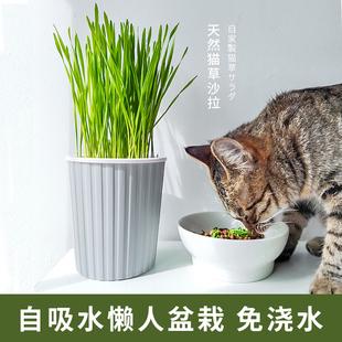 猫草种子水培猫薄荷猫零食除毛球化毛膏懒人猫草盆栽套装猫咪用品