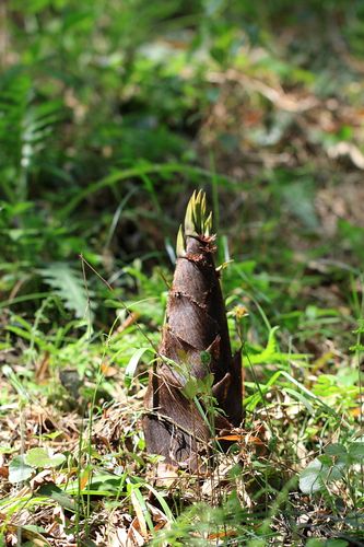 【家乡的竹笋摄影图片】浙江富阳市大源镇生态摄影_dfysmzx_太平洋