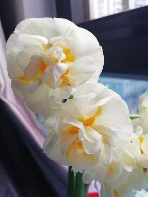 水仙花是春节前后的时令花卉,花开时如同凌波仙子一般清新脱俗.