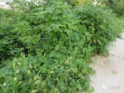 临颍农村这个物种泛滥了又称荒地小霸王人畜不敢接近