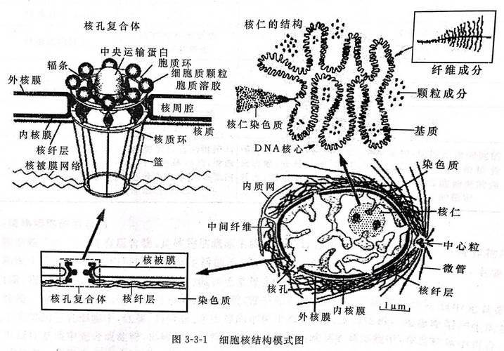 文章列表 文章详情  核孔由rna和蛋白质组成的丝状网架结构封在其上