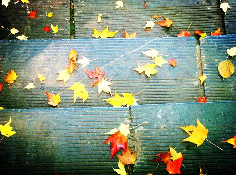 雨打梧桐,风吹叶落,是一首忧伤的离歌