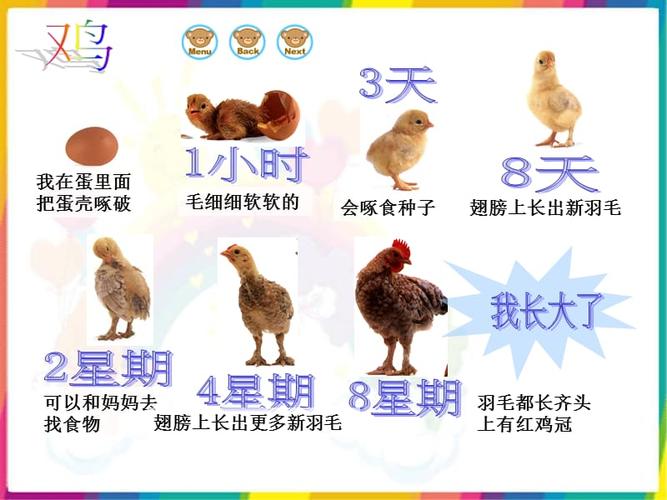 《动物的生长过程》