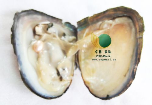 【供应】珍珠小河蚌贝类超市商场促销用7-8mm小蚌饰品0930