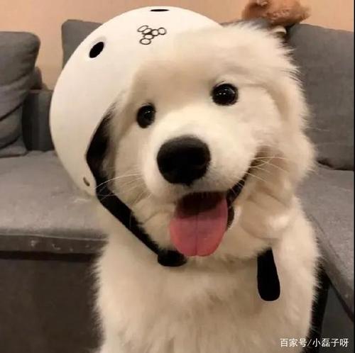 可爱的汪星人头像,喜欢的保存!