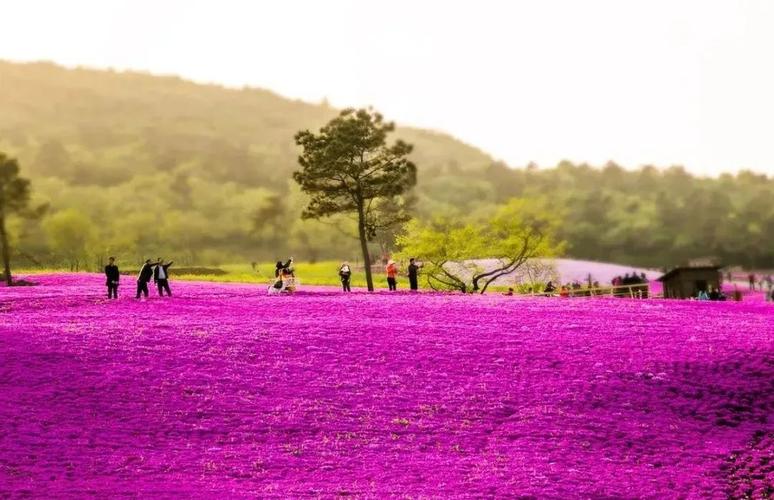 【句容 | 芝樱小镇 | 无需预约】39.