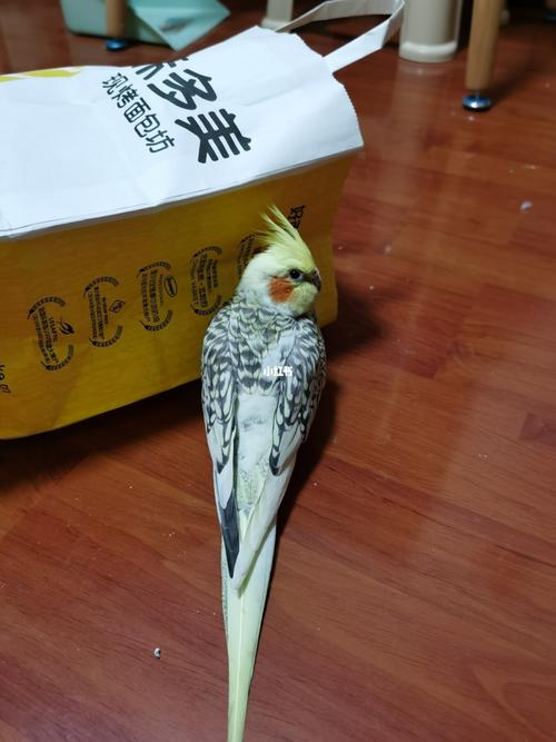 北京61重金悬赏61派特珍珠玄凤鹦鹉_鹦鹉_珍珠_鹦鹉怎么样_国务院