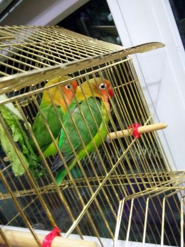 牡丹鹦鹉一公一母图片16张大图