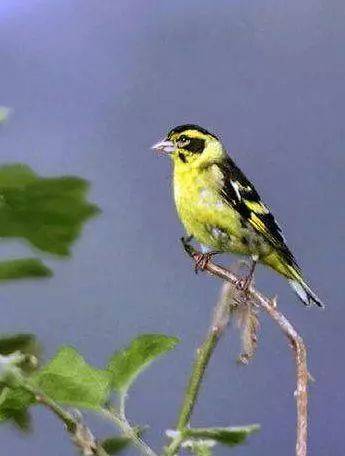 老北京玩什么鸟?怎么玩?学问大了