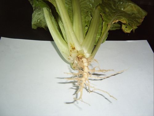 10%科佳 立通钙和50%福帅得 立通钙防治大白菜根肿病药剂试验