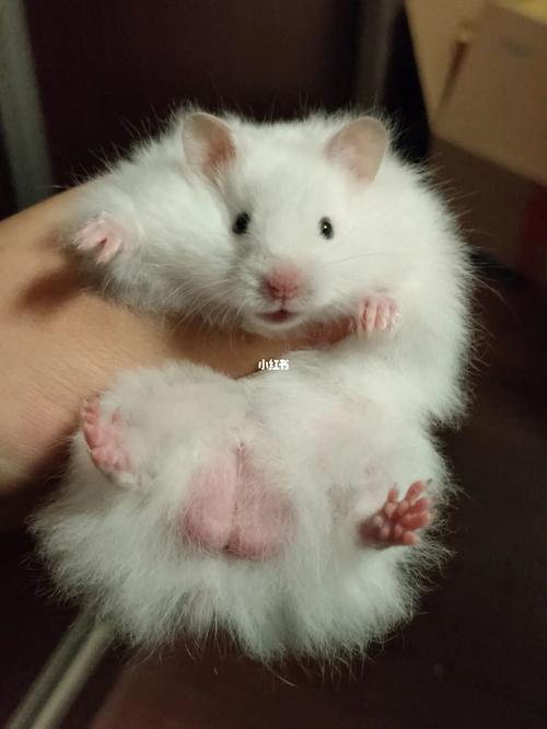 象牙白熊长毛金丝熊