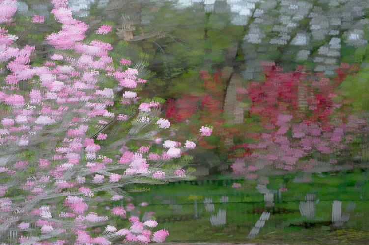 合肥植物园的春天