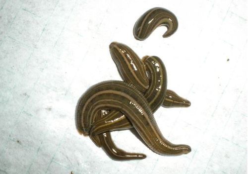 水蛭不小心被喝进肚子里,会在体内繁殖吗?