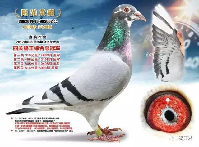 唐山阳光鸽舍创始人--王秀强先生,是多家集团公司董事长!